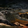 De nadar con el cocodrilo más grande de América, a ponencia en el Tec